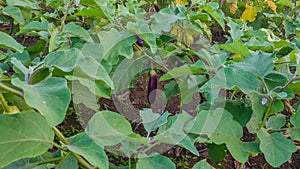 Eggplant plantation managed by local farmers in Manokwari, West Papua