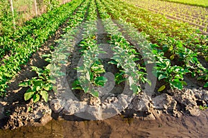 Eggplant plantations grow in the field on a sunny day. Organic vegetables. Agricultural crops. Landscape. Agroindustry and