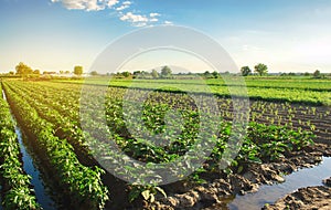 Eggplant plantations grow in the field on a sunny day. Organic vegetables. Agricultural crops. Landscape. Agroindustry and