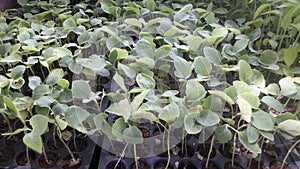Eggplant plants nursery india