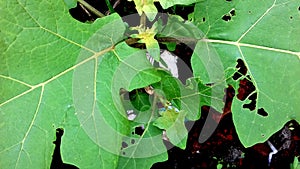 Eggplant pokak plant, wide thin leaves with green angles