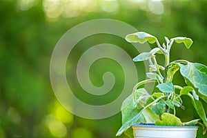 Eggplant in a pot on a green garden background.Growing organic vegetables. Gardening and farming concept.Planting