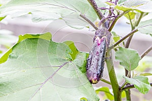 Eggplant purple - Solanum melongena L.