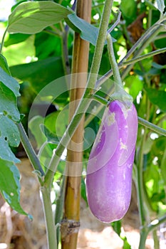 Eggplant purple - Solanum melongena L. on tree,