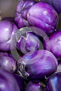 Eggplant Rosa Bianca photo
