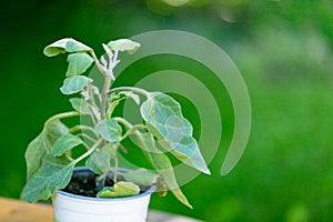 Eggplant seedling in a green garden.Planting vegetable plants in the spring garden.Eggplant plant in a pot on a green