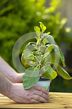 Eggplant seedling in a pot in hands on a green garden background.Green eggplant plant in a pot.Gardening and farming