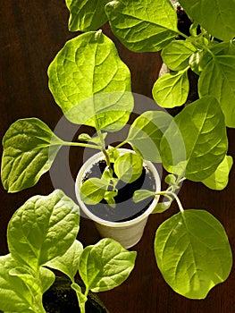 Eggplant seedlings