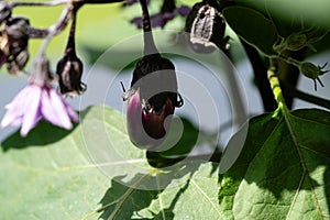 eggplant Solanum melongena