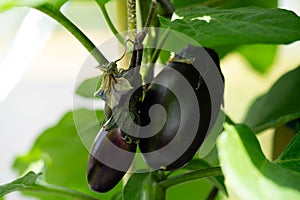 eggplant Solanum melongena