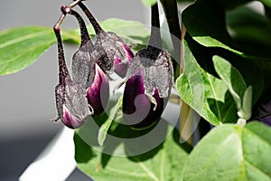 eggplant Solanum melongena