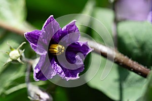 eggplant Solanum melongena