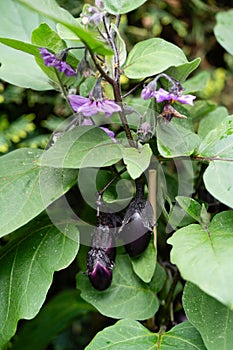 eggplant Solanum melongena