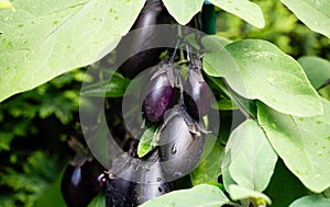 eggplant Solanum melongena