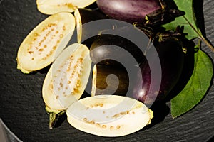 eggplant Solanum melongena