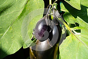 eggplant Solanum melongena