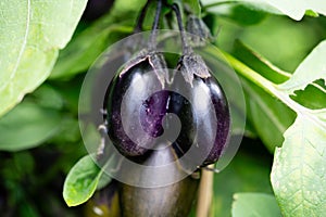 eggplant Solanum melongena