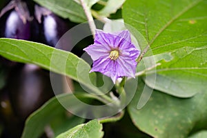 eggplant Solanum melongena