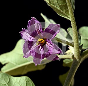 Eggplant, Solanum, melongena