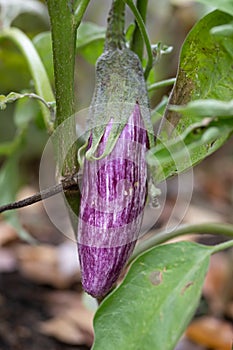 Eggplant Solanum melongena, edible fruit on plant