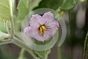 Eggplant Solanum melongena flower.