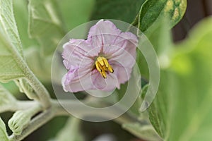 Eggplant Solanum melongena flower.