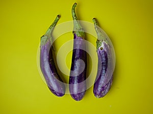 Eggplant or Solanum melongena isolated on a yellow