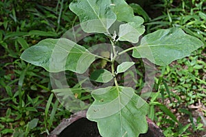 An Eggplant (Solanum Melongena) plant growing in a pot in the backyard