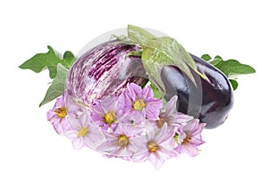 Eggplant /Solanum melongena / whole, with leaves and flowers isolated on a white