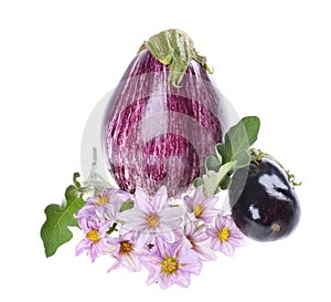 Eggplant /Solanum melongena / whole, with leaves and flowers isolated on a white