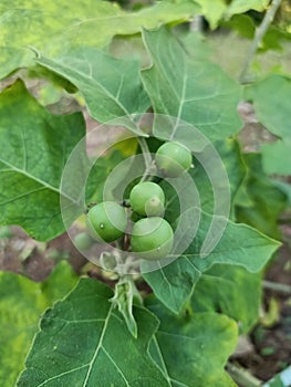 Eggplant  Solanum torvum. helps food  digestion  help the digestive system