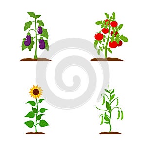 Eggplant, tomato, sunflower and peas.Plant set collection icons in cartoon style vector symbol stock illustration web.