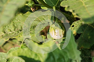 Eggplant on a tree.