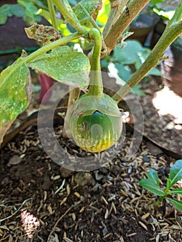 Eggplant tree that has begun to bear fruit