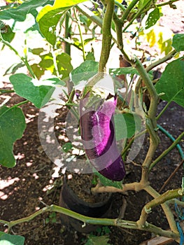 Eggplant tree that has begun to bear fruit photo