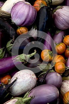 Eggplant Varieties