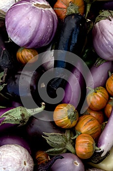 Eggplant Varieties