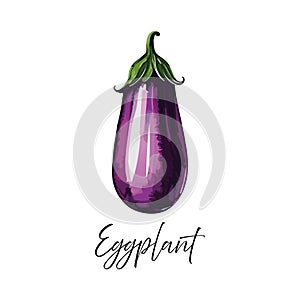 Eggplant vector illustration