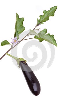 Eggplant vegetable