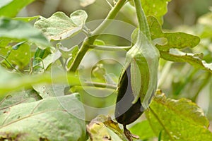 Eggplant in the vegetable garden