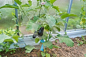 Eggplant in the vegetable garden. Fresh organic eggplant aubergine