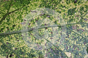 Eggplant vegetable leaves eaten by insects