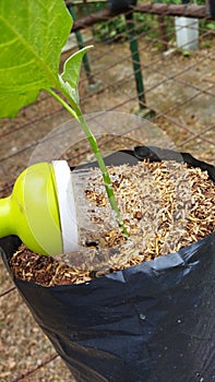 Eggplant watered with gods water