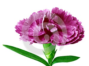 Eggplant white carnation flower isolated on a white background. Close-up.