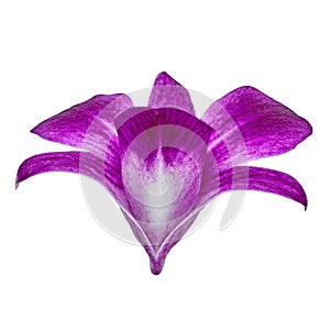 Eggplant white orchid flower isolated white background with clipping path.  Flower bud close-up.