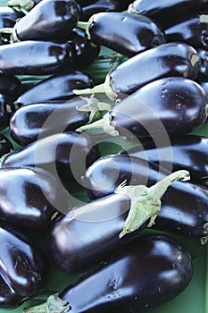 Eggplants