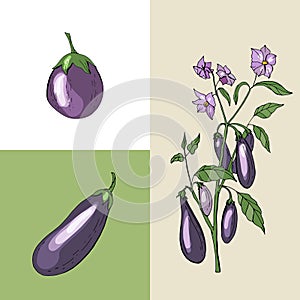 Eggplants. Fresh vegetables, different sorts on white