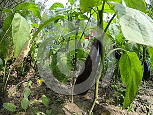 Eggplants growing on eggplants in an organic garden