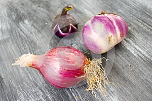 Eggplants and onion grown in organic farming