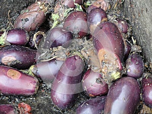 Eggplants are ready to be processed in a biogas plant